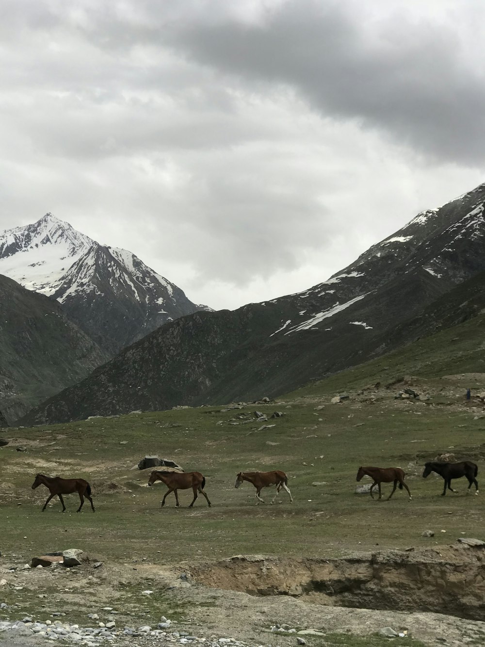 horse lot on a field near mountains during daytime