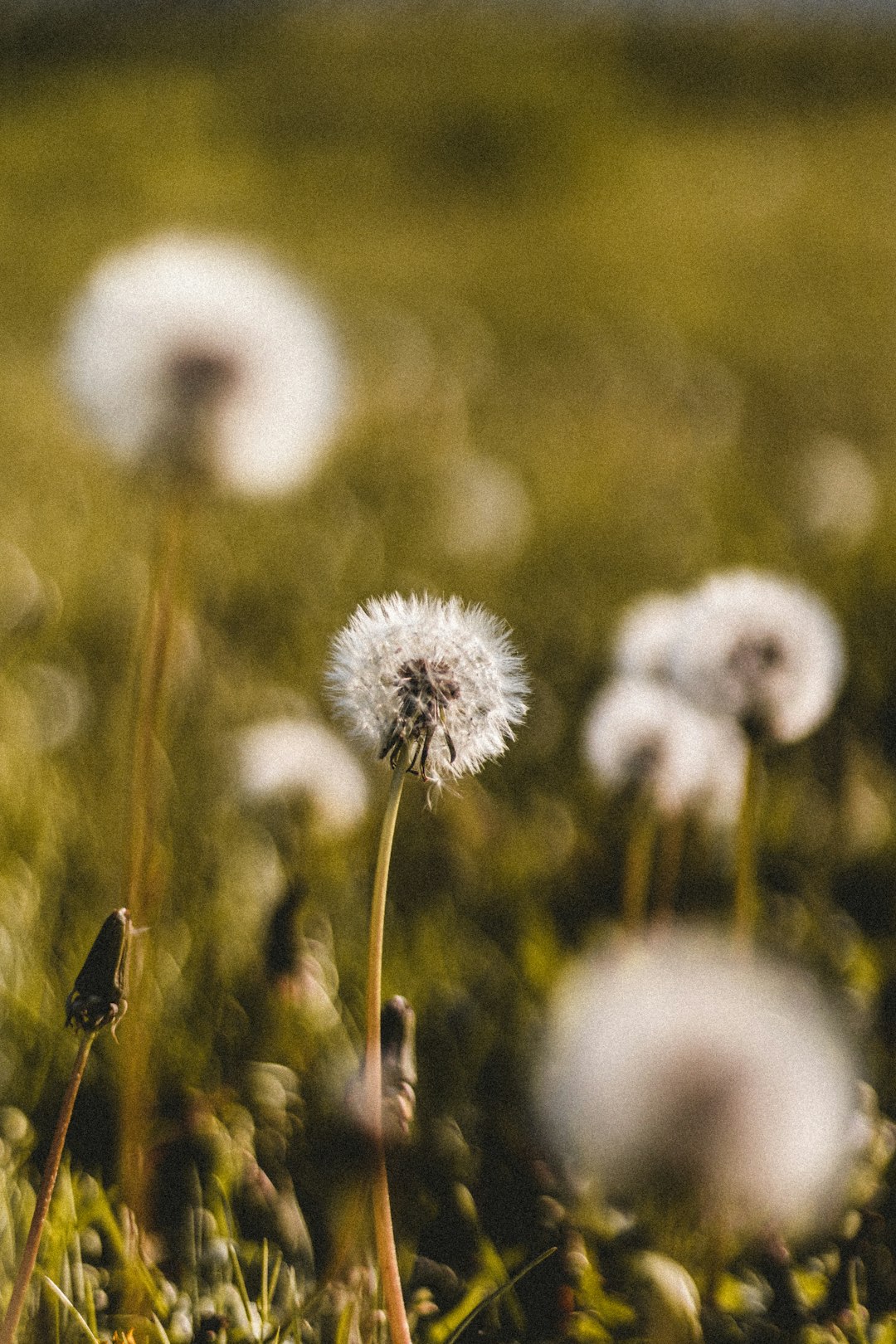 white dandelion flowers