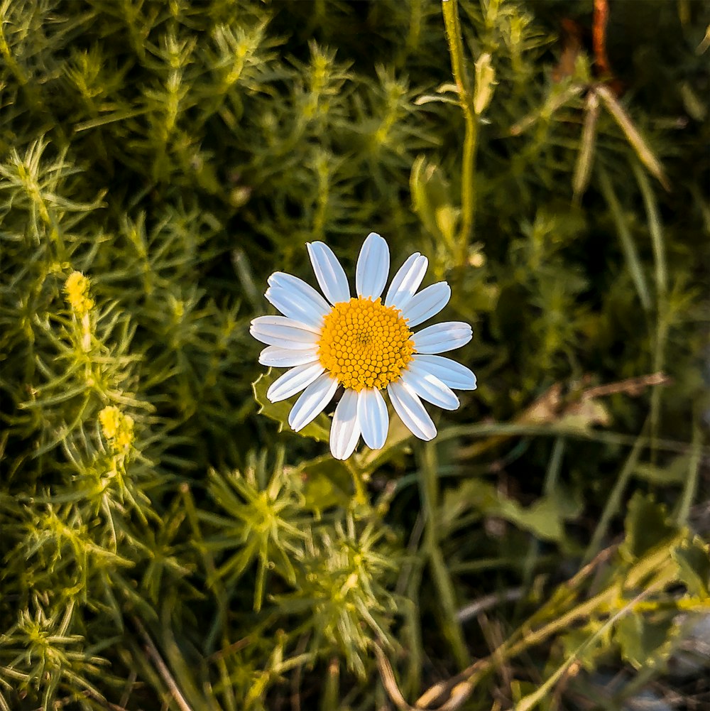 macro photography of blooming white and yellow daisy flower