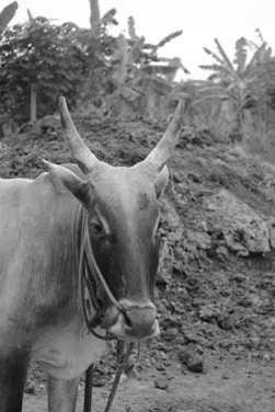 A black and white close-up of a cow with large horns standing in a rural setting. The cow is tied with a rope and there is a dirt mound and banana trees in the background, suggesting a farm environment.