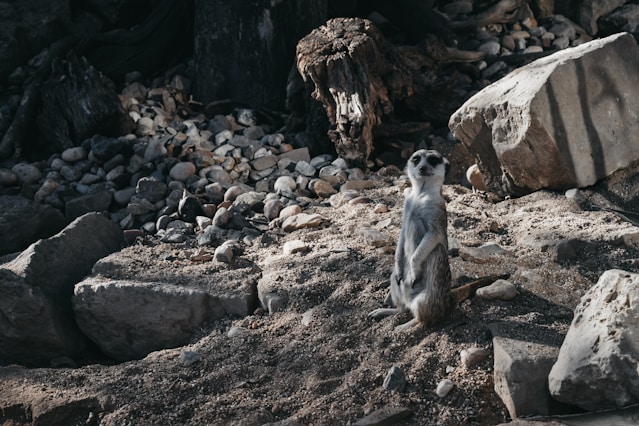 close-up photography of animal