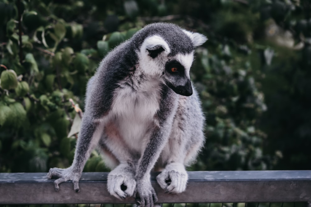 ring-tailed lemur sitting on fence