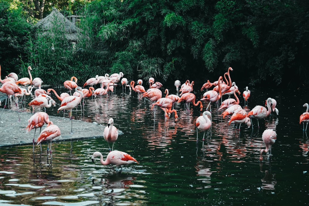 Schwarm rosa Flamingos