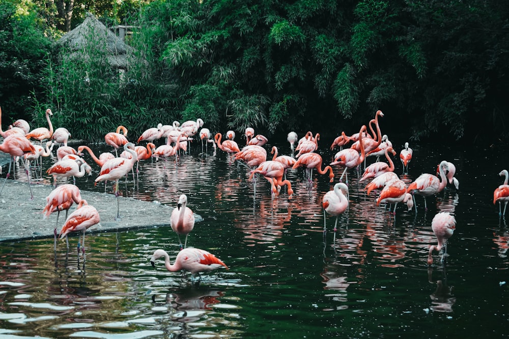 Bandada de flamencos rosados