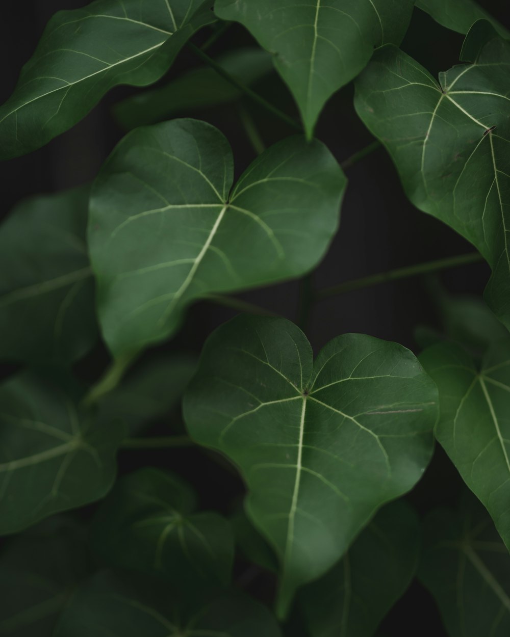 green leafed plant