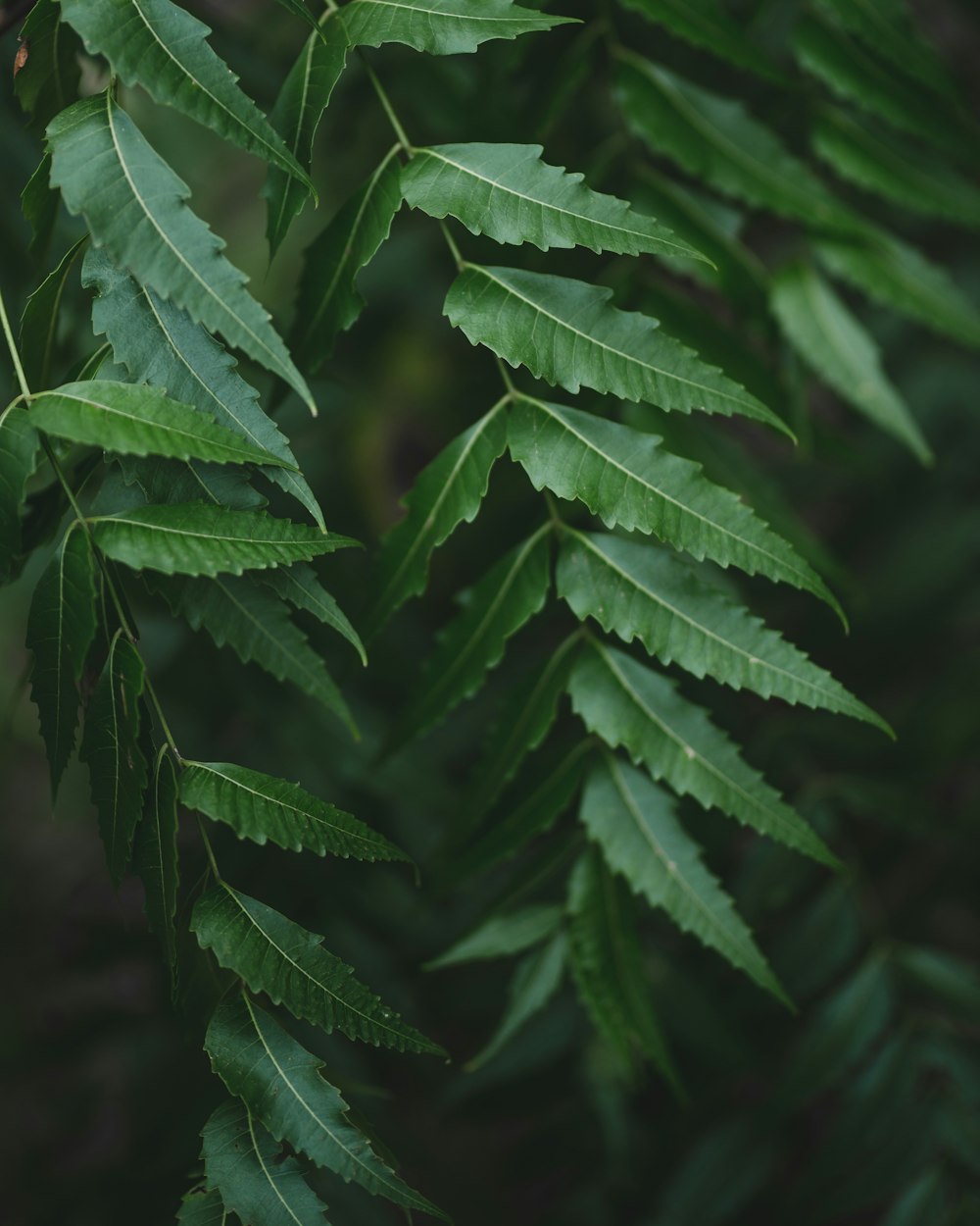 a close up of a green leaf on a tree