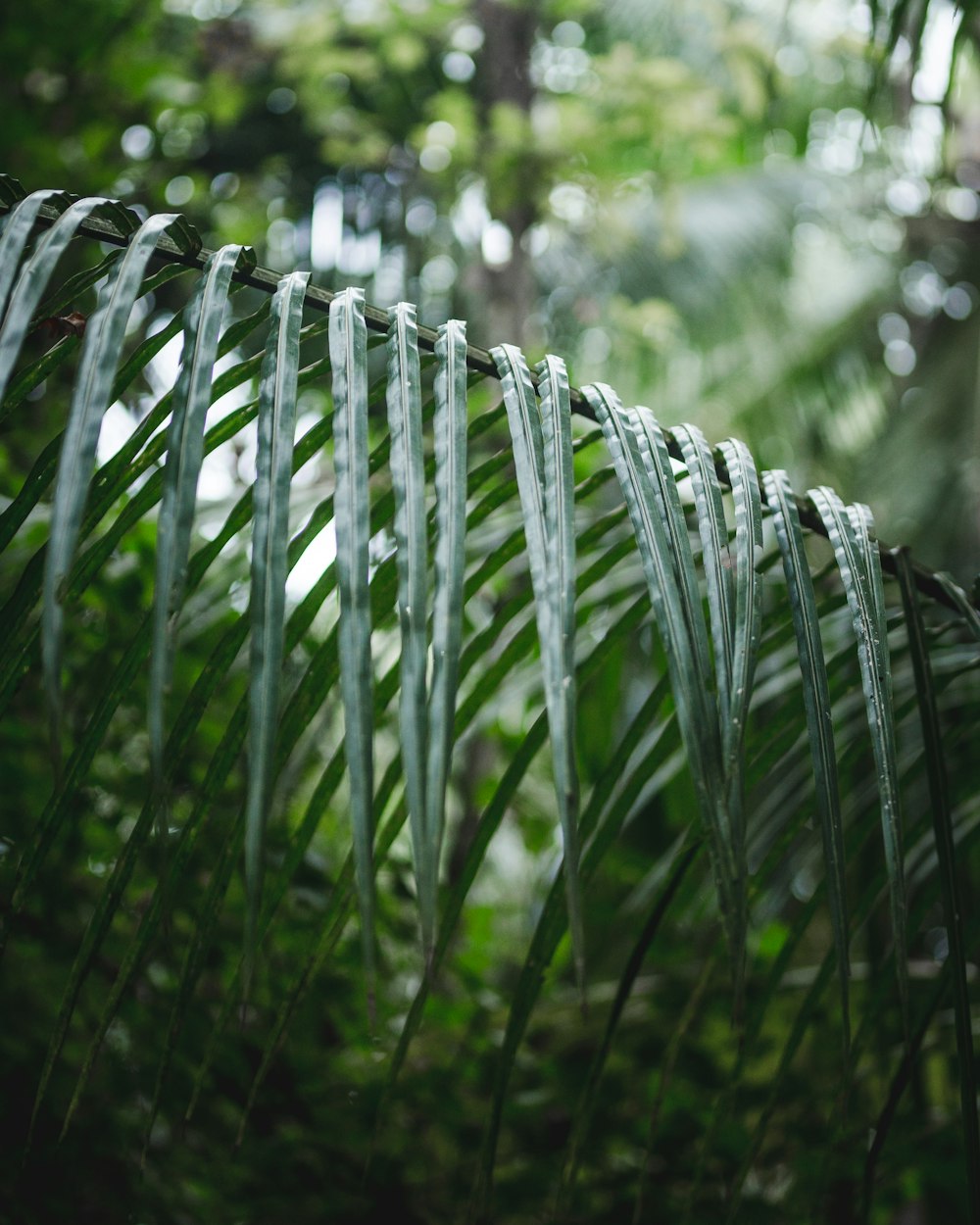 a close up of a leafy plant in a forest