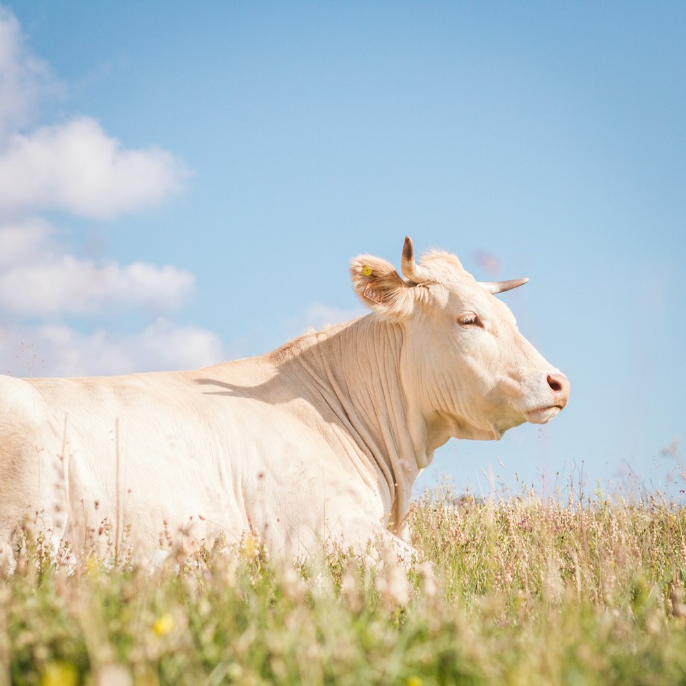 white cow lying on grass