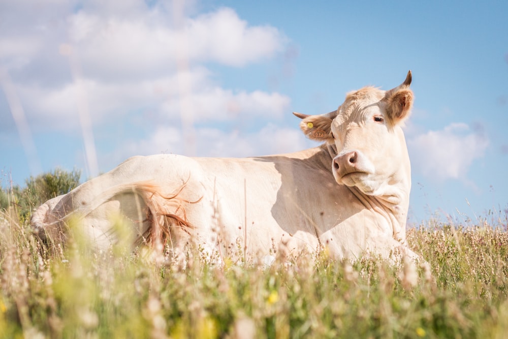 white cow lying on green grass