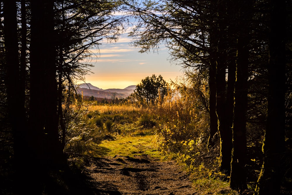 pathway through the forest