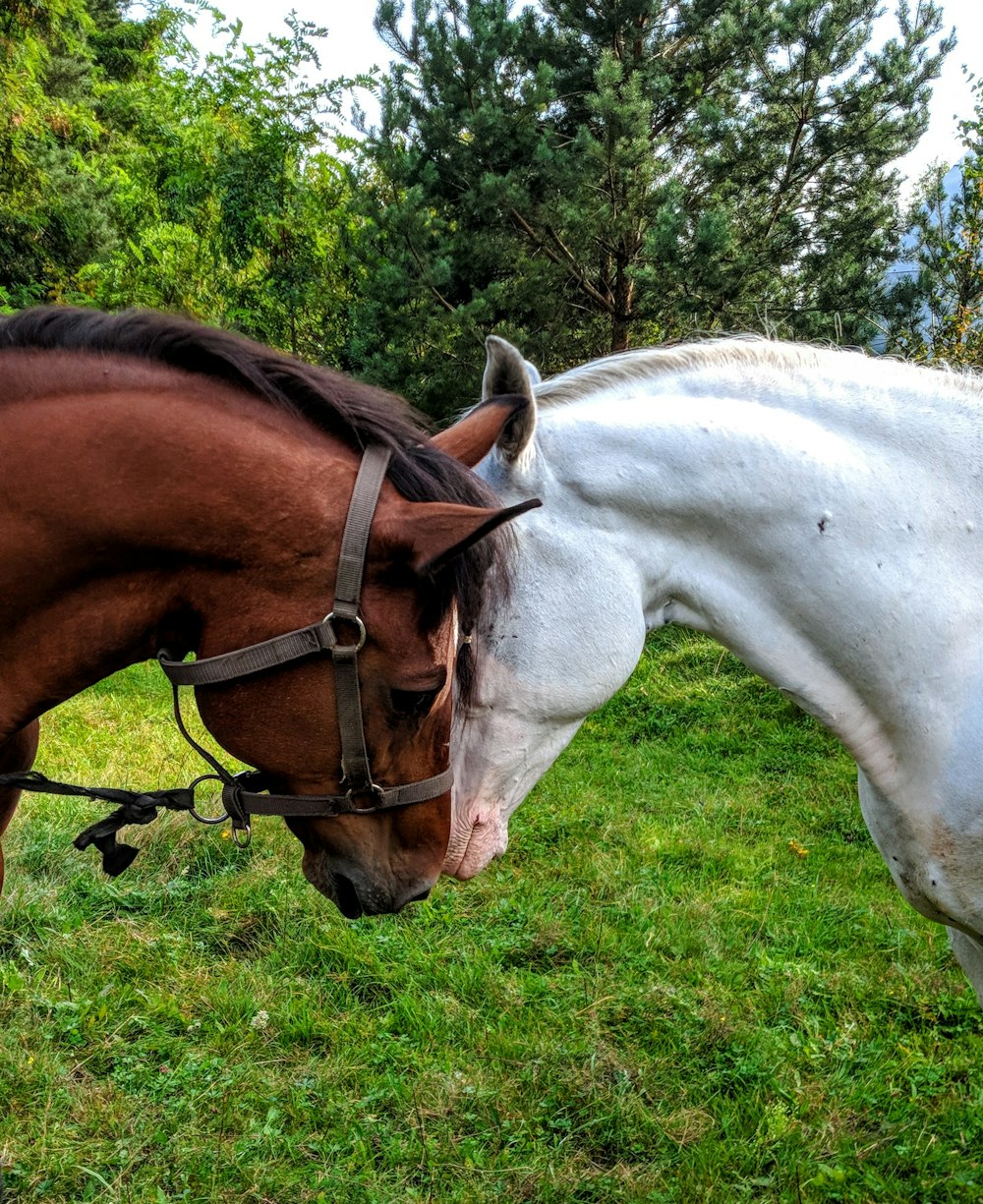 two white and brown horses bumping each others heads on grass field