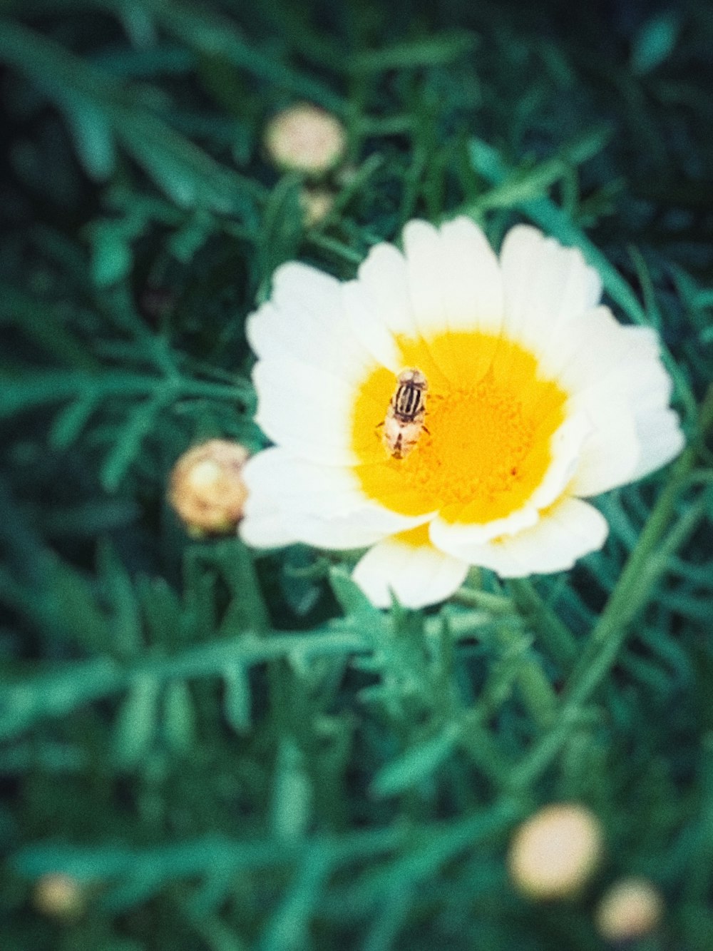 a white and yellow flower with a bee on it