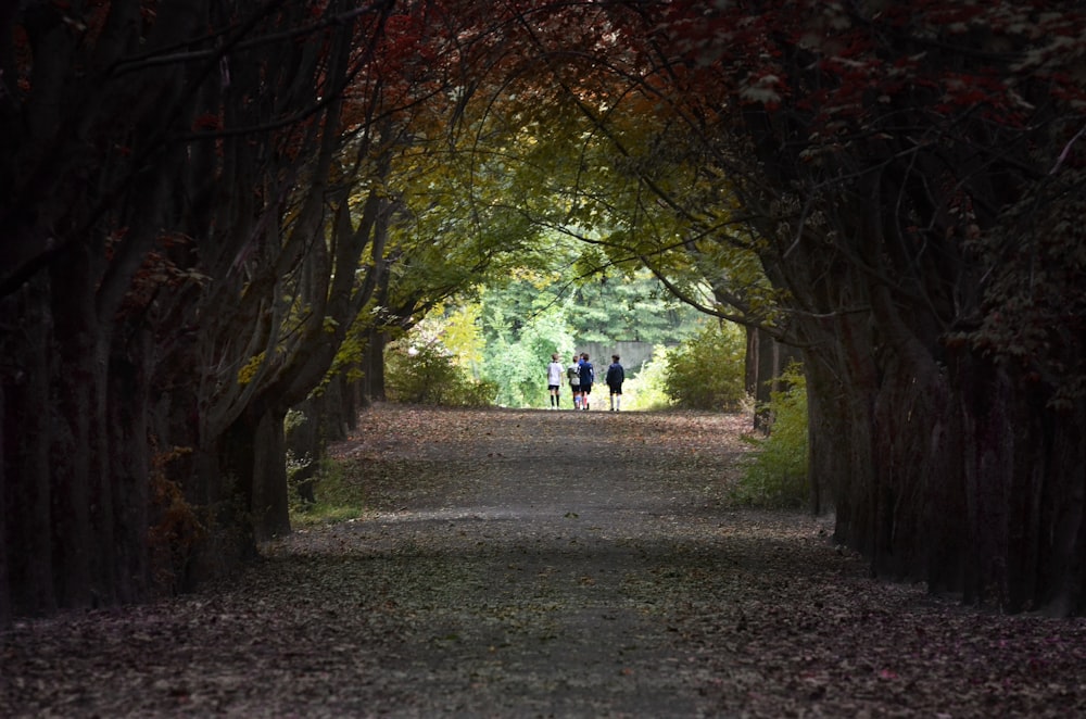 green tree tunnel at daytime