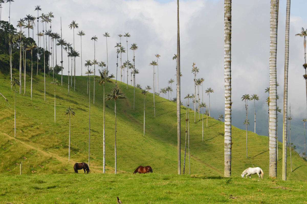 Horses grazing among towering wax palms in Colombia's Cocora Valley