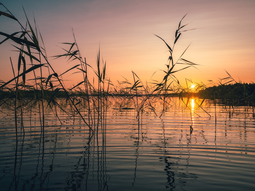 body of water at golden hour