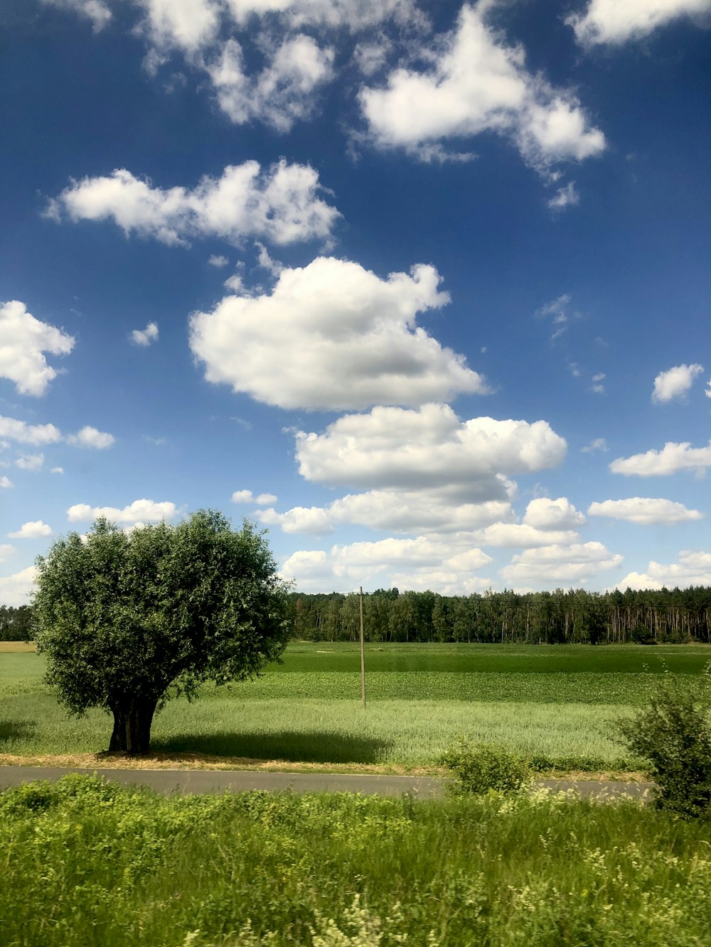 green-leafed tree under white clouds