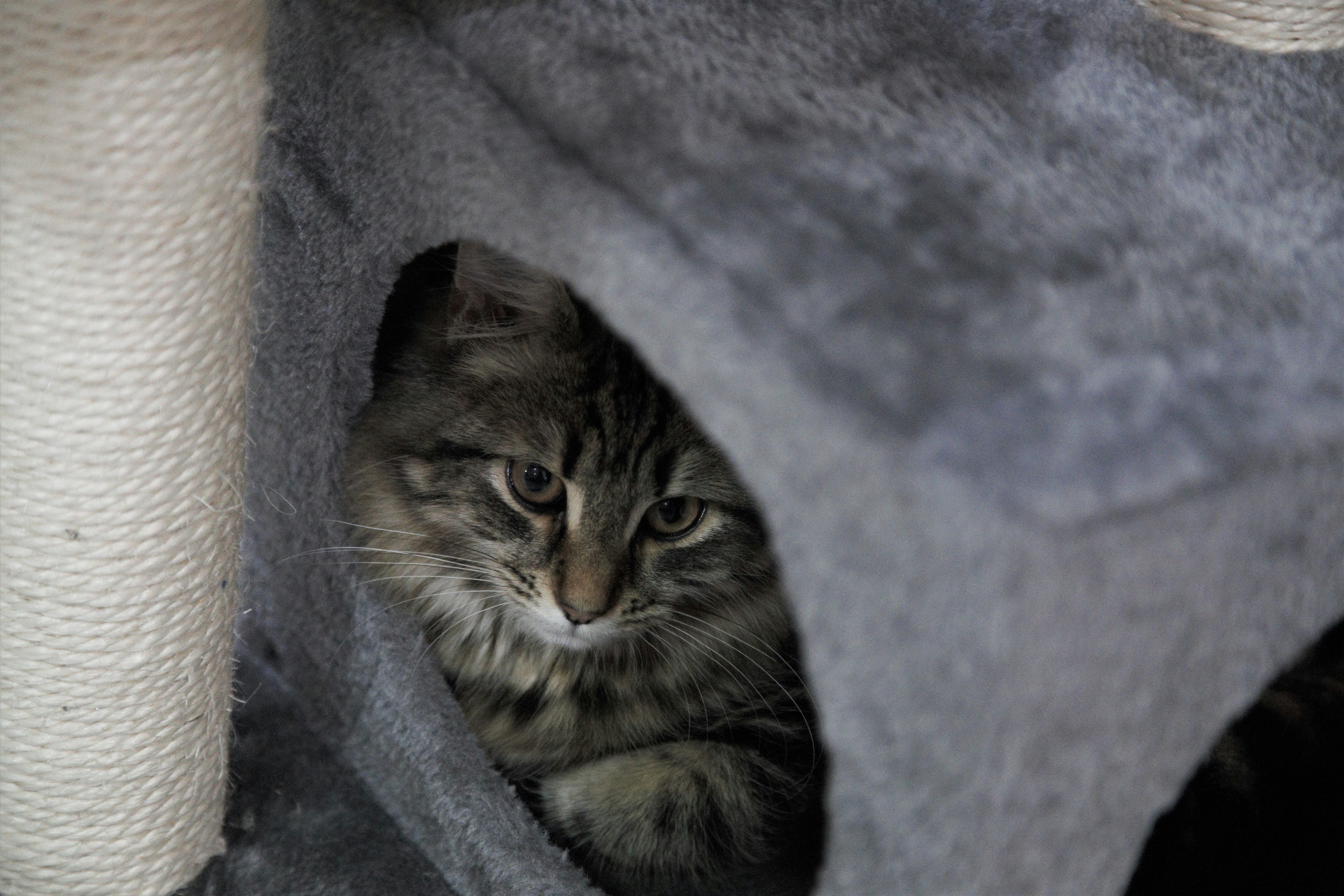 Houseguests Arrive: The Shy Spectator (image credits: unsplash)