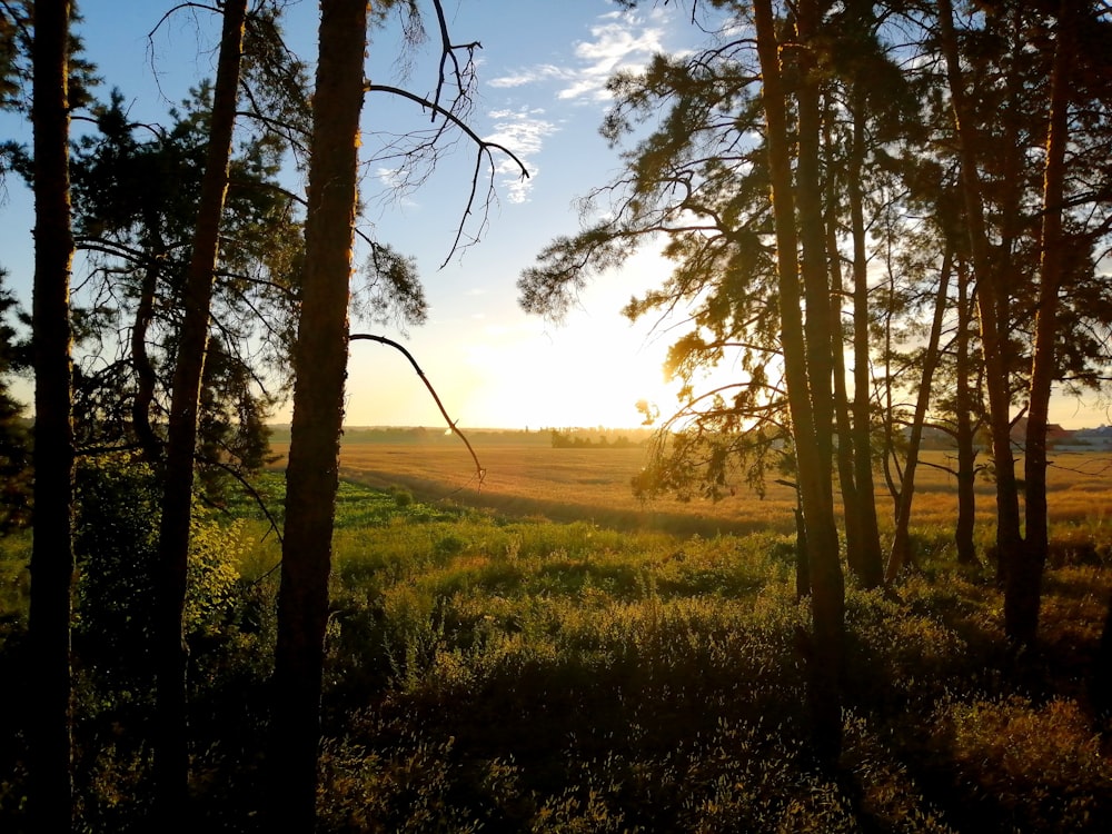 green leafed trees at golden hour