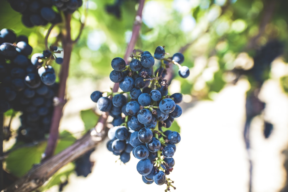 blue berry fruit