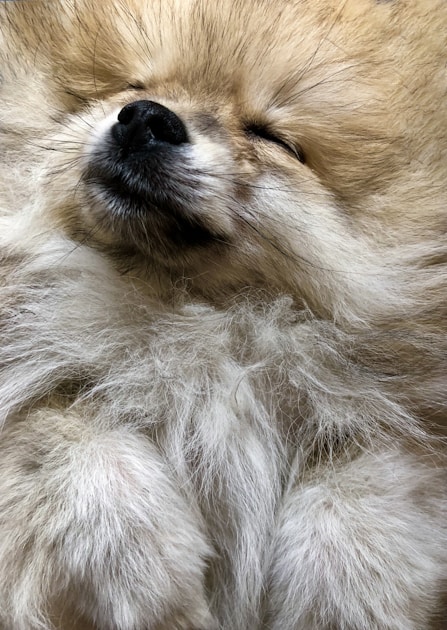 Tips for Maintaining Your Dog's Coat Healthy Doggos