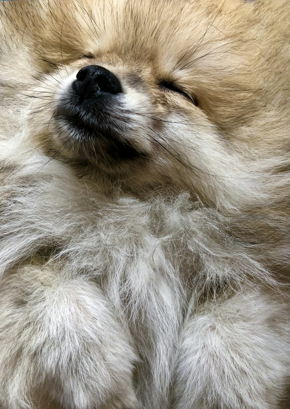 long-coat brown and white dog