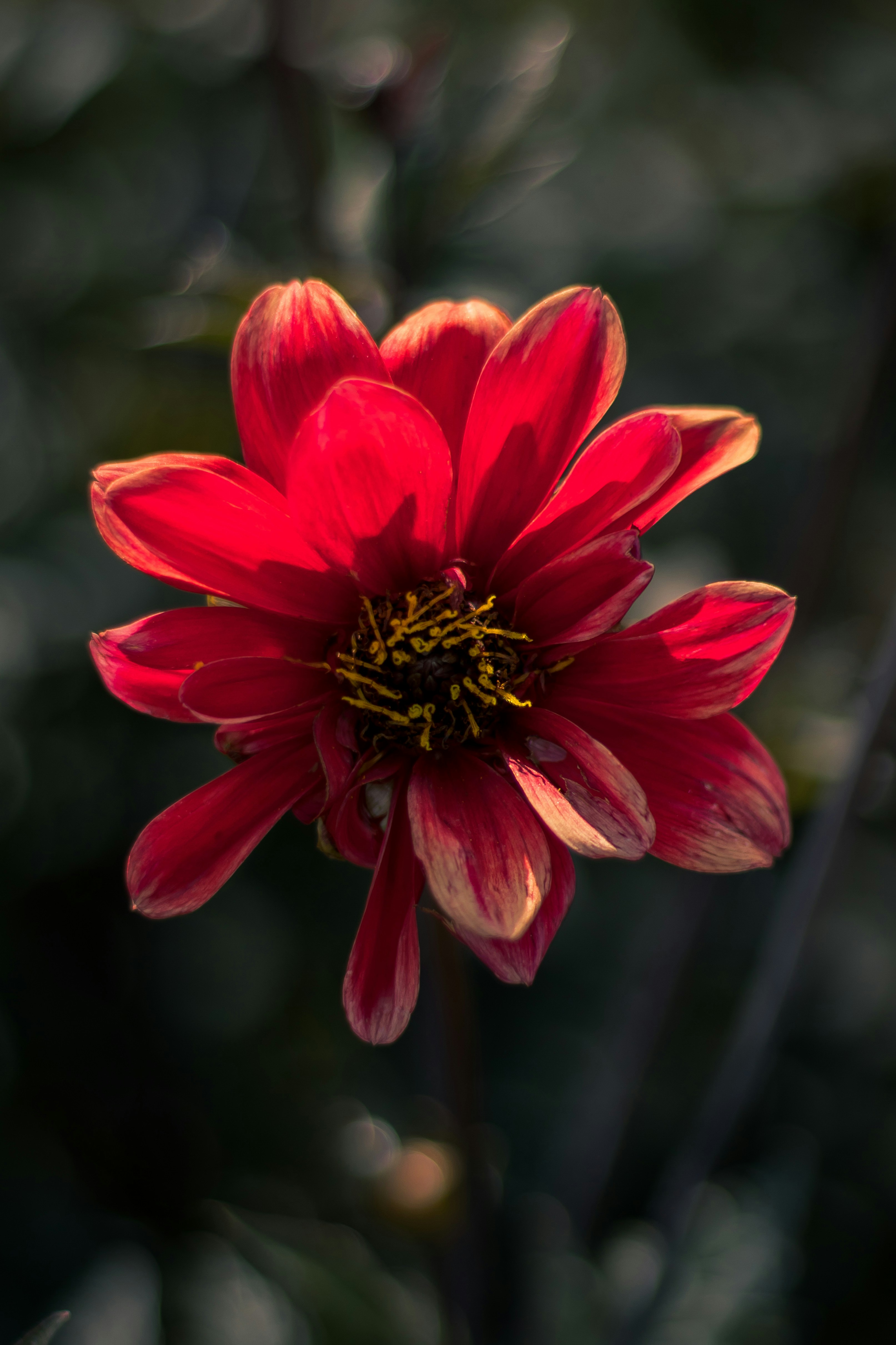 Photo by simonweisser