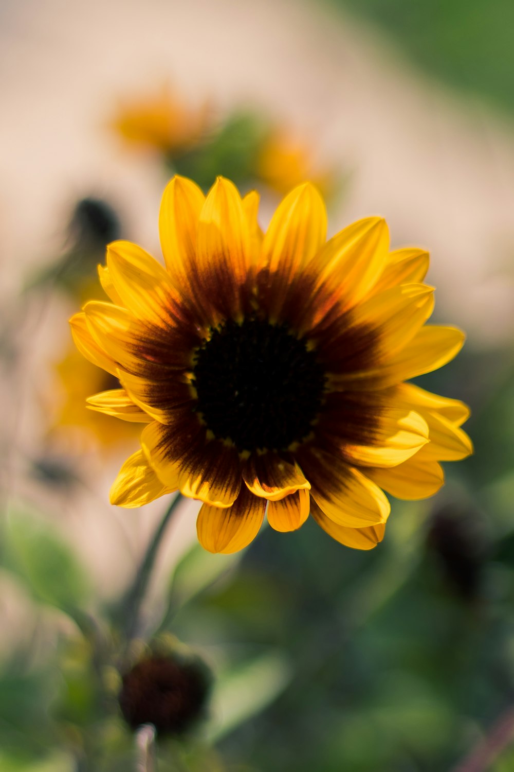 sunflower photography