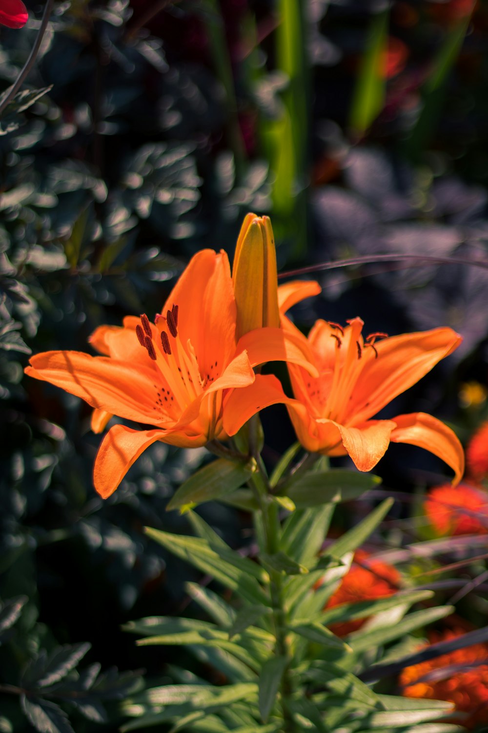 closeup photo of orange flowers