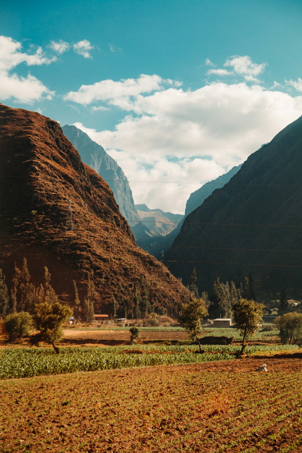 trees near mountain