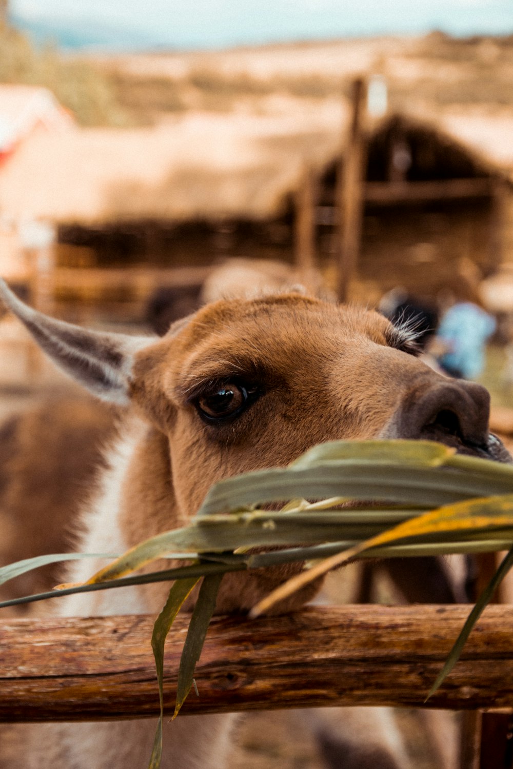 brown llama eating grass near fence