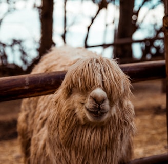 brown llama near fence