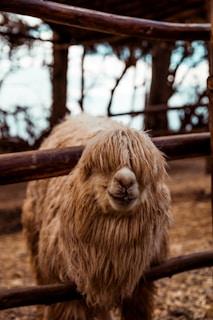 brown llama near fence
