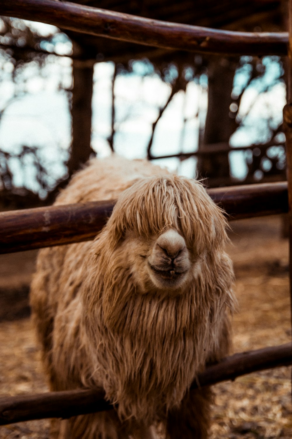 Braunes Lama in der Nähe des Zauns