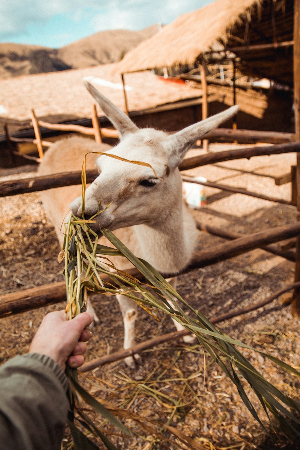 person feeding white goat
