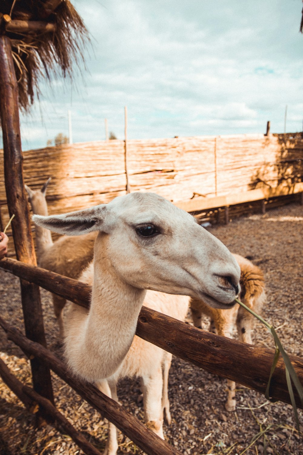 white alpaca near fence