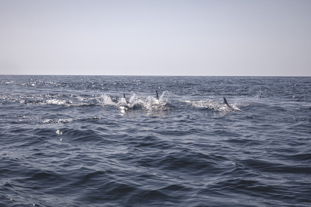group of dolphins on sea