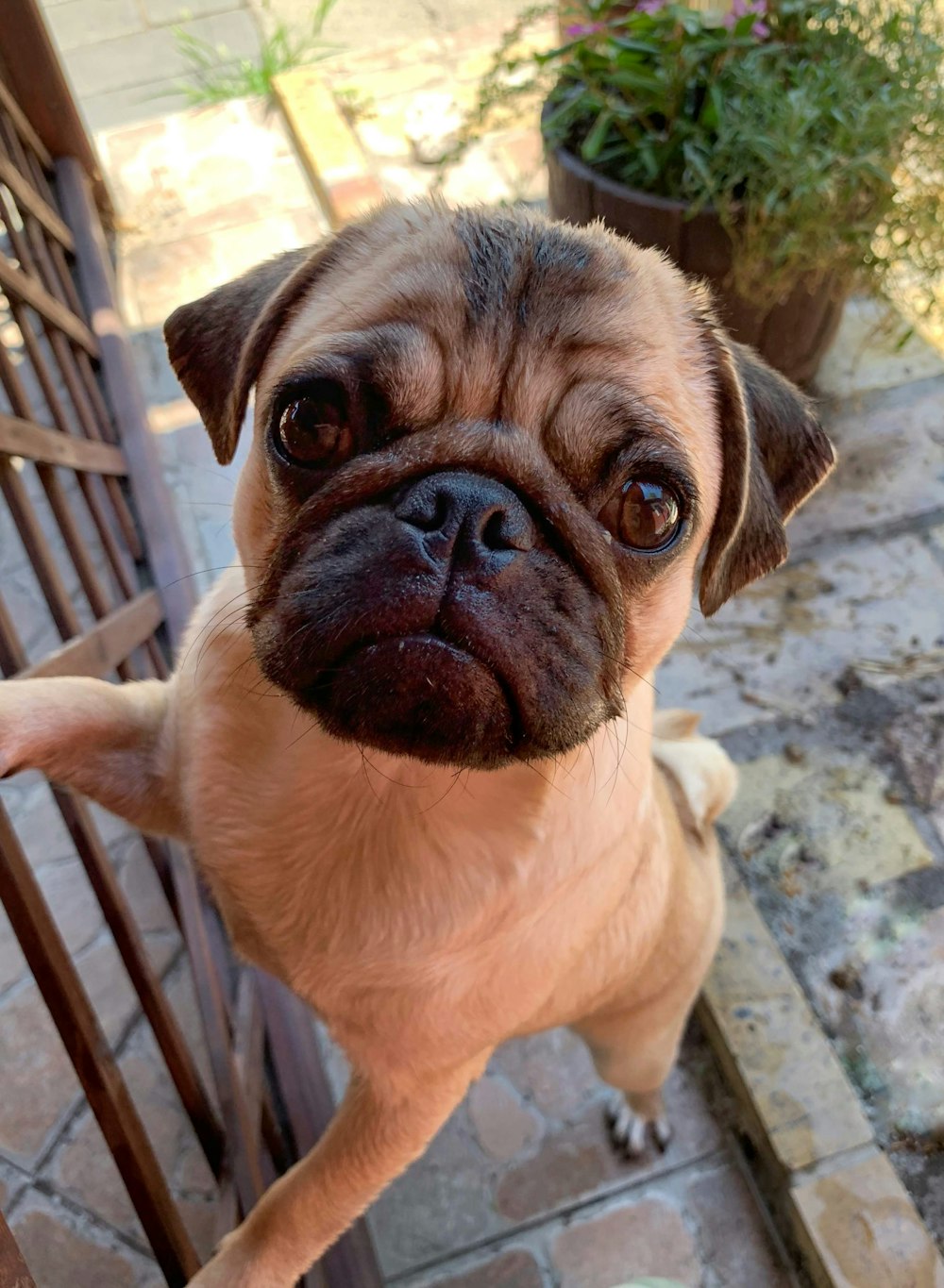 Fotografia em close-up do cão marrom