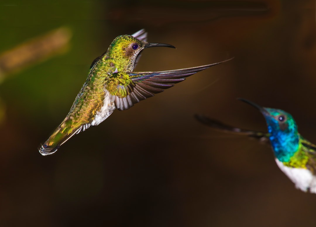 Wildlife photo spot Mindo Otavalo