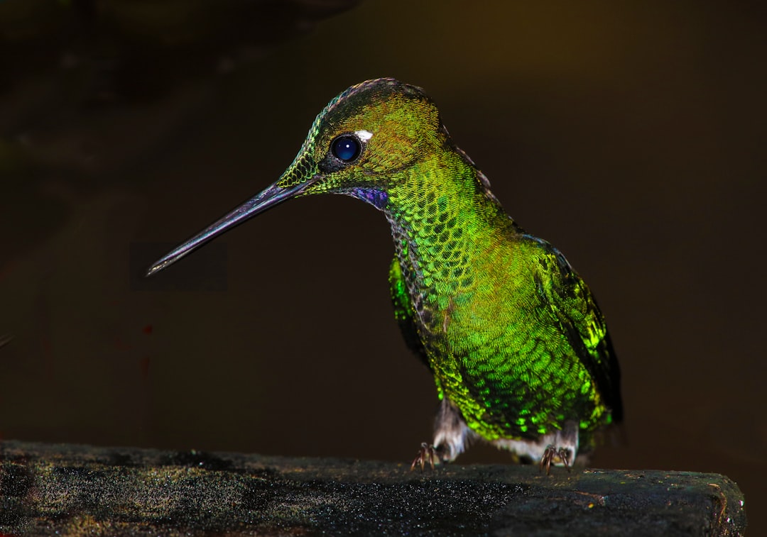 green and black hummingbird