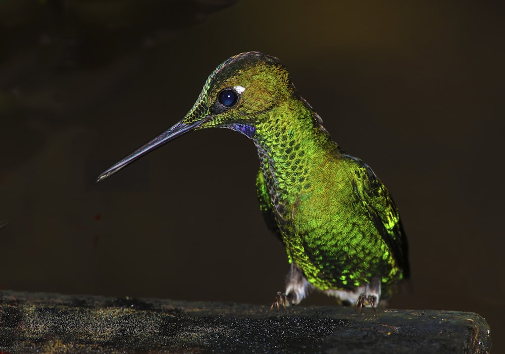 green and black hummingbird