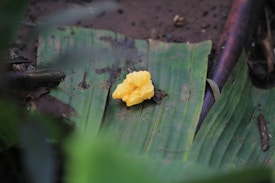A bright yellow fungus or mushroom rests on a large, green leaf amidst a forest floor. The leaf is weathered, with several dark spots and patches of dirt and debris scattered around. The surroundings appear damp and earthy, providing a natural setting for the organic elements.