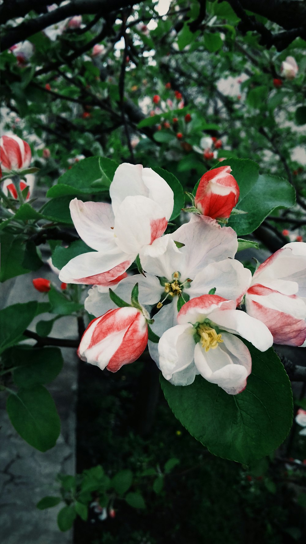 closeup photo of white petaled flowers