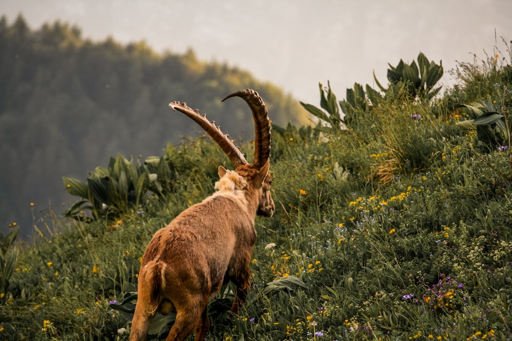 brown ram at middle of grass field