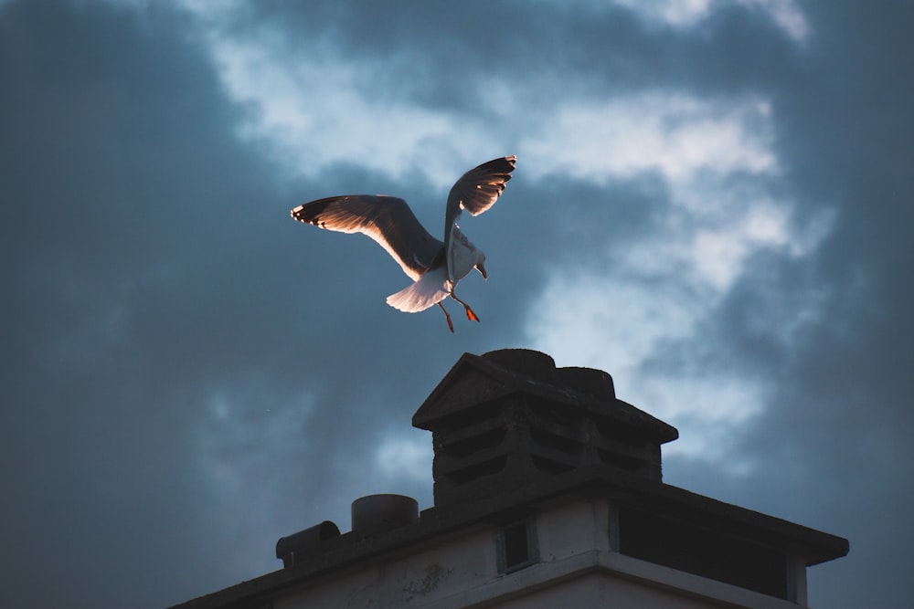 white bird above building