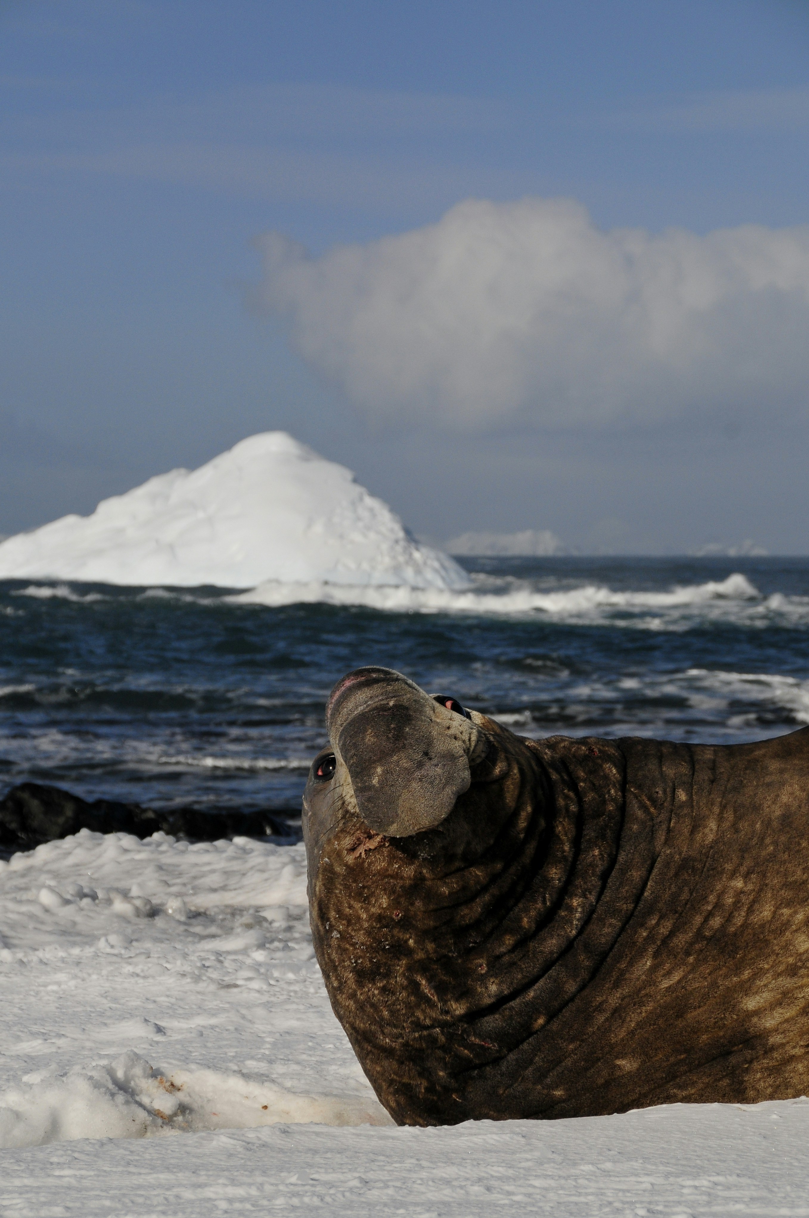 A southern elephant seal bull, at home among the icebergs.