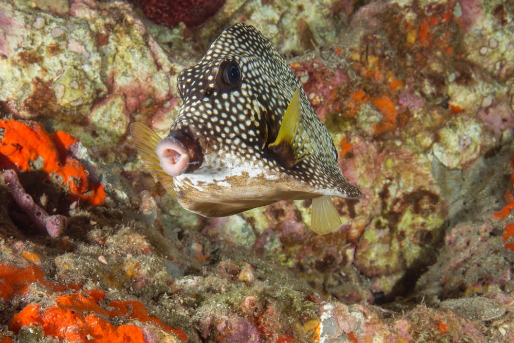 closeup photography of black and white fish