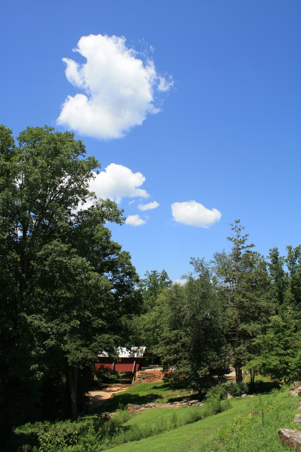 green-leaf tree under blue sky during daytime