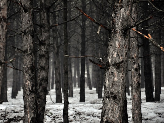 brown bare trees in Ankara Turkey