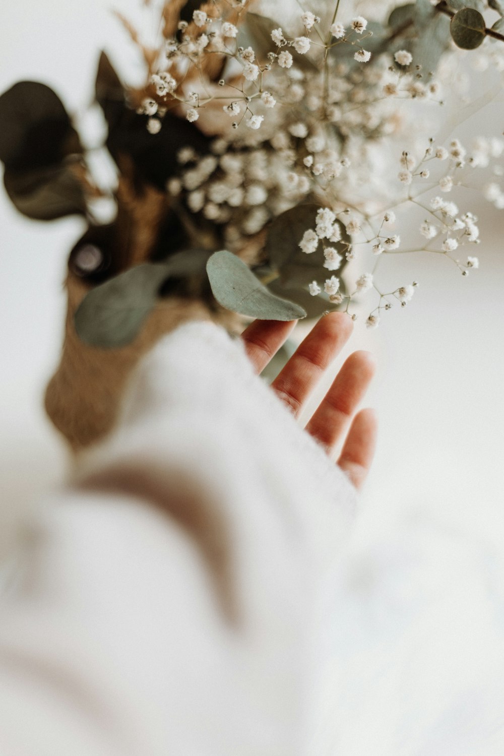 Fotografía de primer plano de flores de pétalos blancos