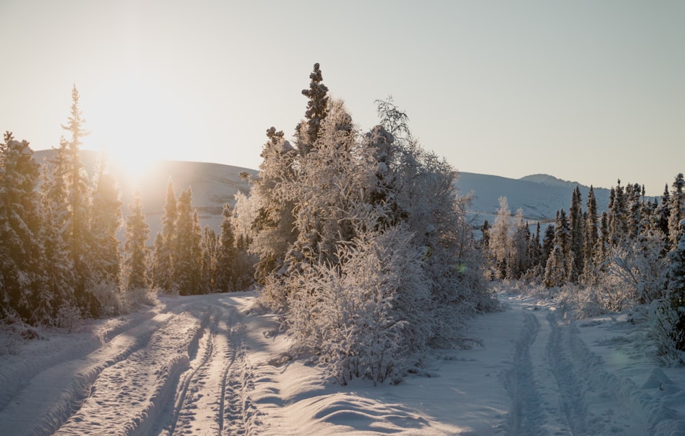 green pinetrees under white sky